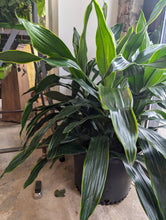 Load image into Gallery viewer, dracaena art carmen plant
