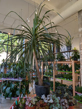 Load image into Gallery viewer, large ponytail palm tree 
