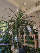 Load image into Gallery viewer, ponytail palm large tree

