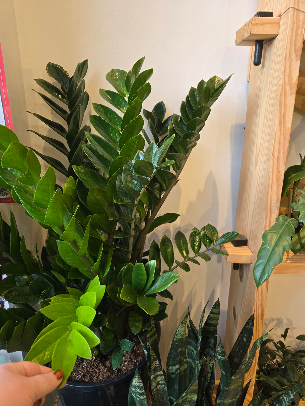 large zz plant