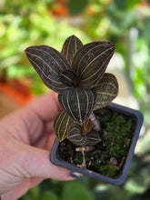 Load image into Gallery viewer, 3&quot; Jewel Orchid
