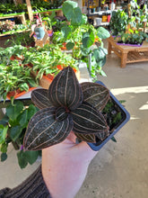 Load image into Gallery viewer, 3&quot; Jewel Orchid
