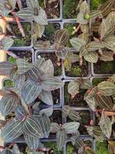 Load image into Gallery viewer, 3&quot; Jewel Orchid
