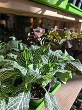 Load image into Gallery viewer, 4&quot; Fittonia
