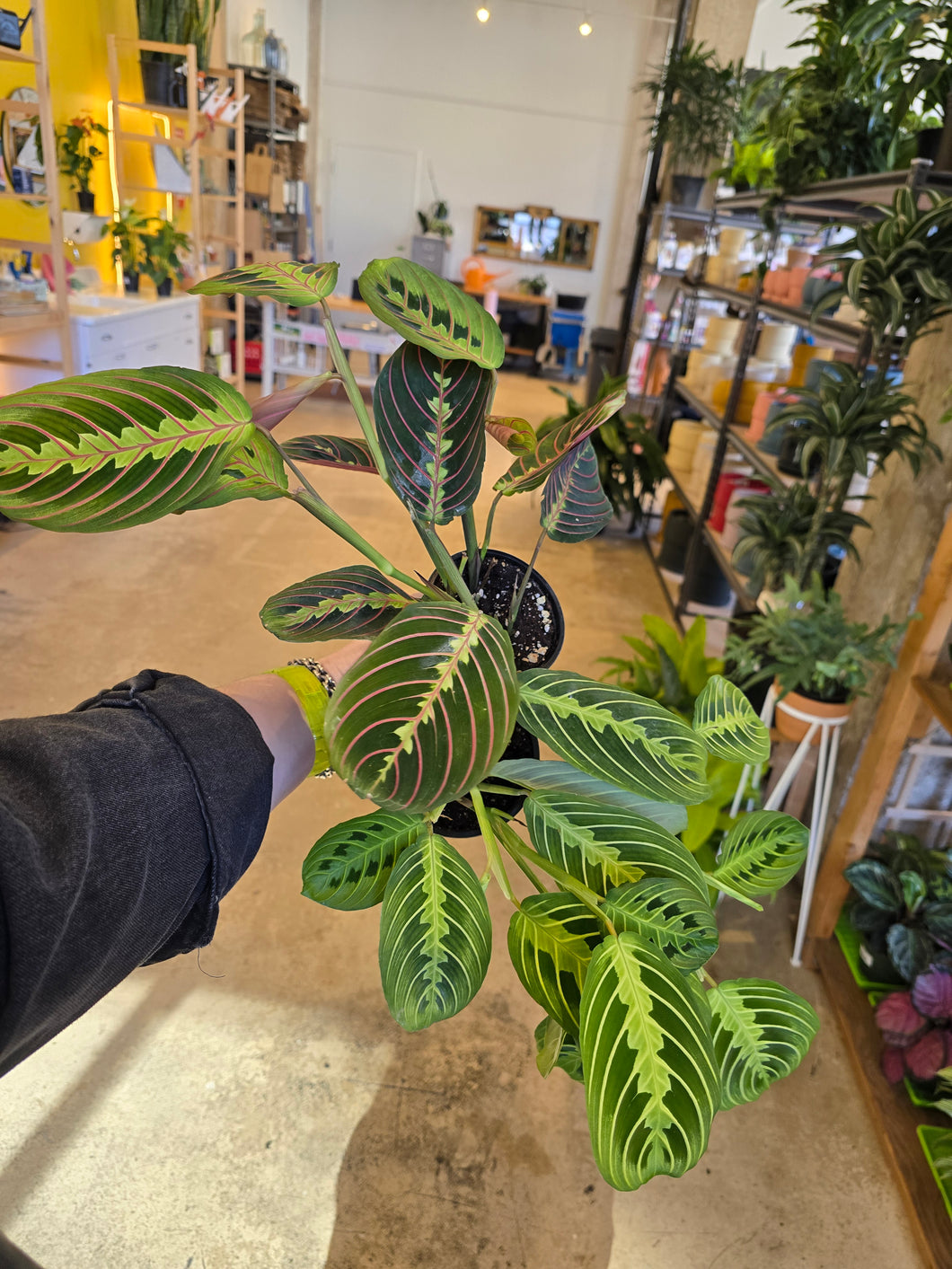 buy prayer plant near me 4" Prayer Plant – Copperline Plant Co