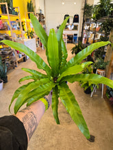 Load image into Gallery viewer, 6&quot; Birds Nest Fern
