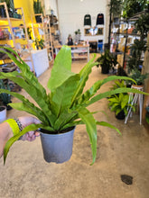 Load image into Gallery viewer, 6&quot; Birds Nest Fern
