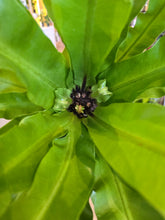 Load image into Gallery viewer, 6&quot; Birds Nest Fern
