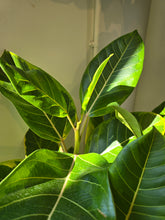 Load image into Gallery viewer, 10&quot; Ficus Altissima
