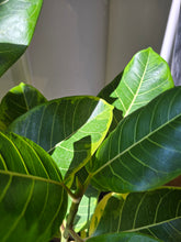 Load image into Gallery viewer, 10&quot; Ficus Altissima
