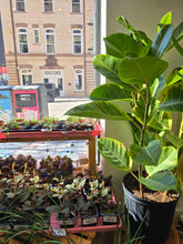 Load image into Gallery viewer, 10&quot; Ficus Altissima
