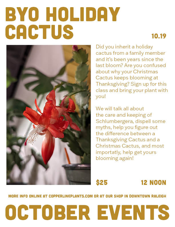 BYO holiday cactus workshop