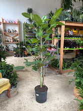 Load image into Gallery viewer, 10" Ficus Audrey L
