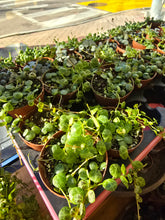 Load image into Gallery viewer, strings of things plants
