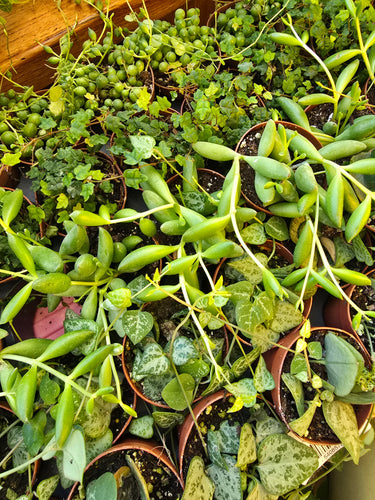 strings of things plants