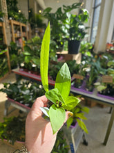 Load image into Gallery viewer, 2in anthurium vittarifolium
