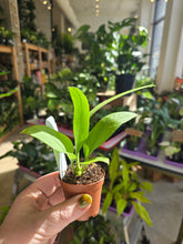 Load image into Gallery viewer, 2" Anthurium vittarifolium
