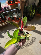 Load image into Gallery viewer, 2in assorted philodendron plants

