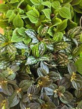 Load image into Gallery viewer, assorted pilea plants
