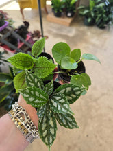 Load image into Gallery viewer, 2in assorted pilea plants
