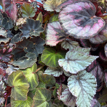 Load image into Gallery viewer, rex begonias
