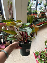 Load image into Gallery viewer, 6" Philodendron Pink Princess
