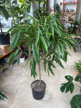 Load image into Gallery viewer, 10" Ficus alii

