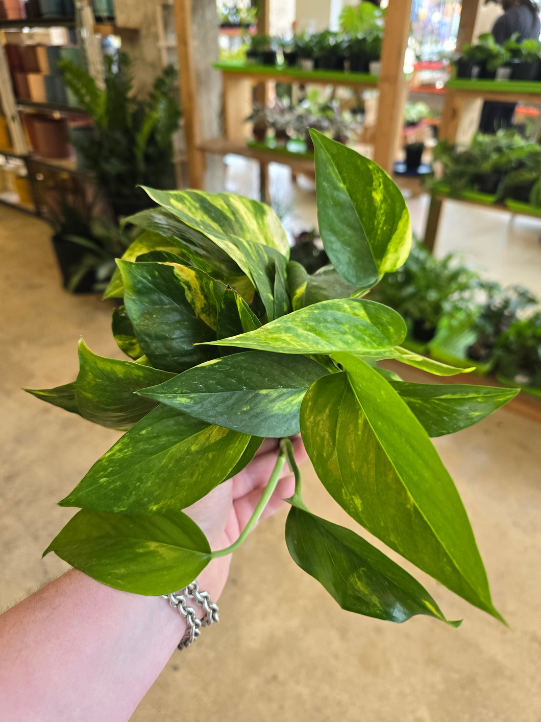 golden pothos plant