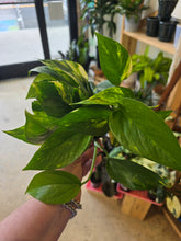 Load image into Gallery viewer, golden pothos plant

