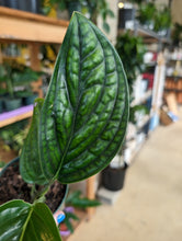 Load image into Gallery viewer, monstera peru
