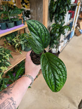 Load image into Gallery viewer, monstera peru
