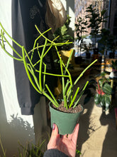 Load image into Gallery viewer, 4in pencil cactus in pot

