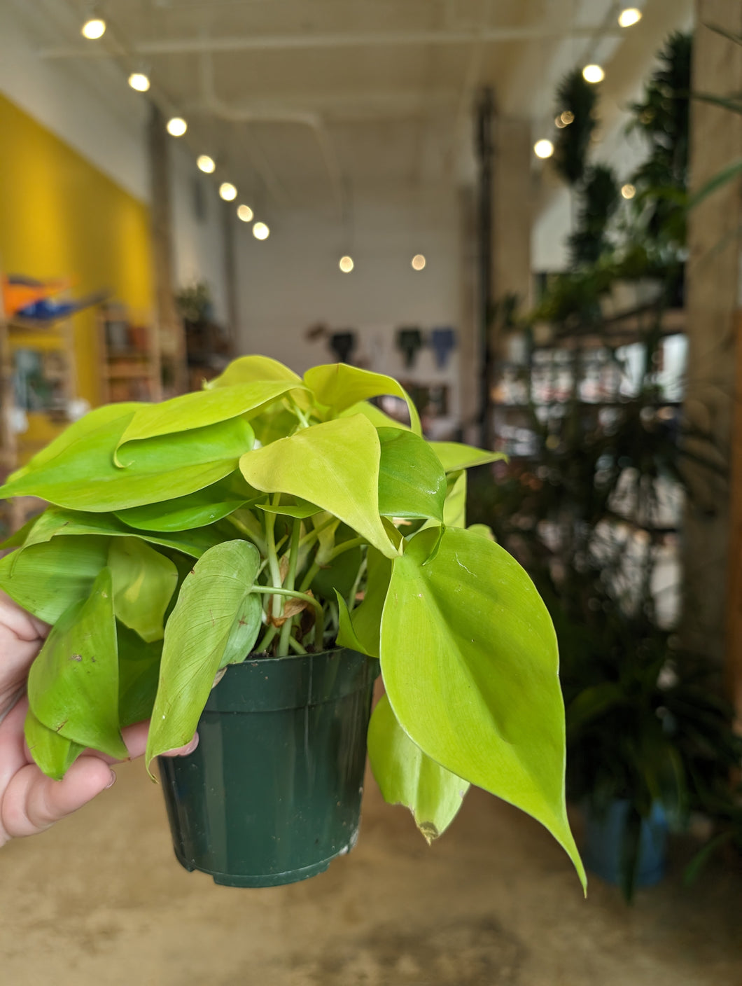 philodendron lemon