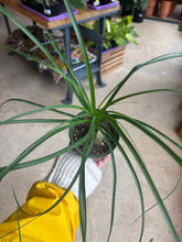 Load image into Gallery viewer, 4&quot; Ponytail Palm
