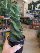 Load image into Gallery viewer, spiral cactus plant
