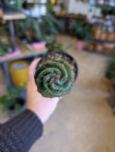 Load image into Gallery viewer, spiral cactus

