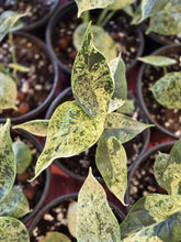 Load image into Gallery viewer, alocasia dragon scale mint
