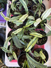 Load image into Gallery viewer, 4in epipremnum giganteum marble
