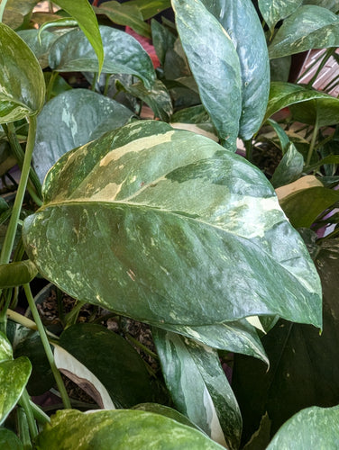 epipremnum pinnatum albo plant