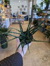 Load image into Gallery viewer, fernwood snake plant
