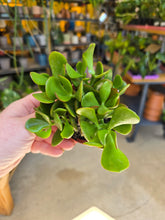 Load image into Gallery viewer, jade plant leaves
