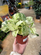 Load image into Gallery viewer, 4" Manjula Pothos
