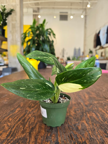 monstera standleyana albo plant