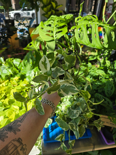 njoy pothos plant