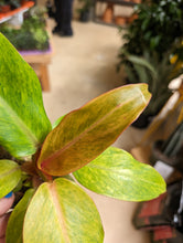 Load image into Gallery viewer, 4in philodendron orange marmalade leaf
