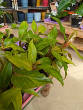Load image into Gallery viewer, 4in philodendron orange marmalade plants

