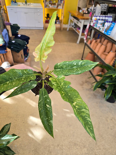philodendron ring of fire 