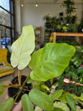 Load image into Gallery viewer, 4in philodendron snowdriift leaves
