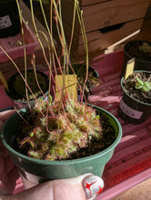 Load image into Gallery viewer, sundew plant
