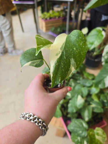 thai constellation monstera plant
